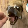 Pug