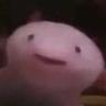 Axolotl
