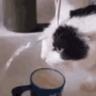 =^-^=