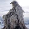 Opium Bird
