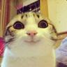 a n g r i e s t catto