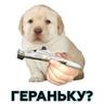 Гераньку???