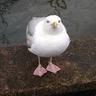 Seagully