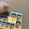Hamster