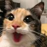 Im thinking cat