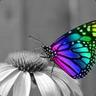 Tw - BuTTeR-FLy<3*!