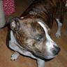 Mad Doggish