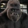 Rilla