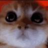 droppy