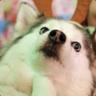 cashew