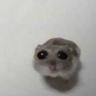 beebo 5