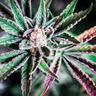 Stoned-_- ♞ ♫