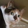 nigga cat