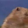 GorgeousGopher