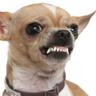 Shidoggie