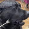 Doggo