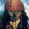 Captain Cat Sparrow