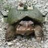 ODBTheWarTurtle