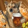 liquid wheat
