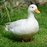 Duckcho