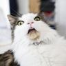 Funny Cat