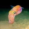 SQUIDS