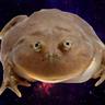 Budgett's Frog