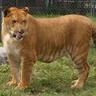 Liger