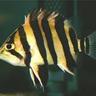 Tigerfisk