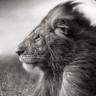 Carnivore