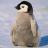 Wheezy