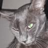 El Gato cara de viejo