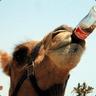 OpiumCamel