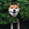 pupper