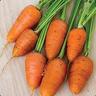 Baby Carrots