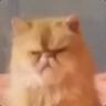 Котяра