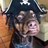 Captain Dog Sparo