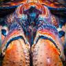 Crab Queen