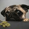 Lil´Doggo