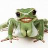 cRODIE!