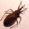 belotinha Trypanosoma cruzi