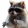 ♿ SethTheRaccoon ♿