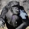 Smokin