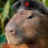 Comandante Capibara