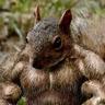 Mr Dr Prof Squirrel