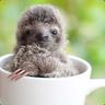 Slothz