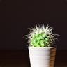 |Cactus|