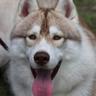 yAKu