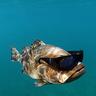 chillfish