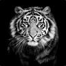 TigR_SnoW